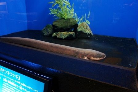 るぅのおいしいうちごはん