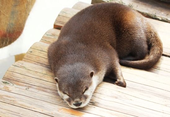 るぅのおいしいうちごはん