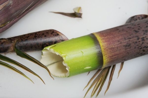 るぅのおいしいうちごはん