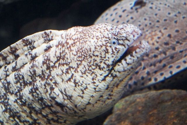 るぅのおいしいうちごはん