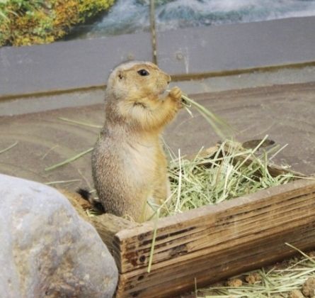 るぅのおいしいうちごはん