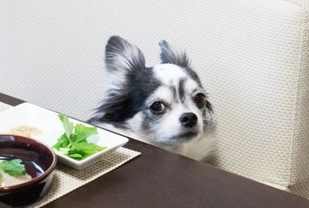 るぅのおいしいうちごはん