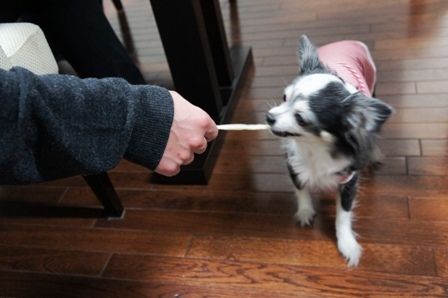 るぅのおいしいうちごはん