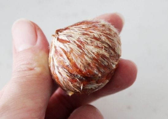 るぅのおいしいうちごはん