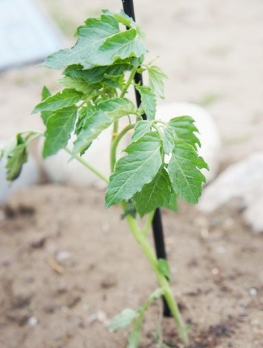 るぅのおいしいうちごはん