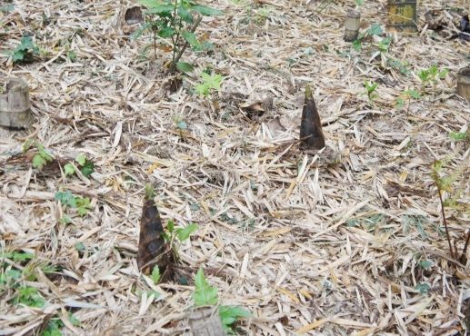 るぅのおいしいうちごはん