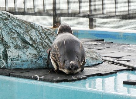 るぅのおいしいうちごはん