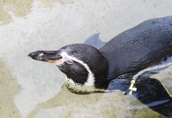 るぅのおいしいうちごはん