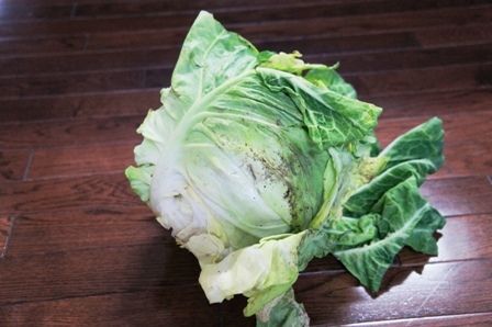 るぅのおいしいうちごはん