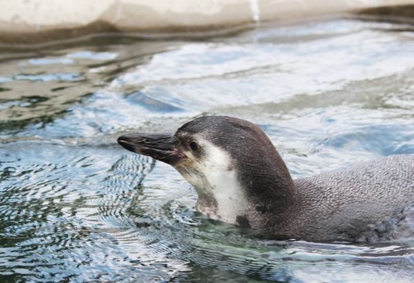 るぅのおいしいうちごはん