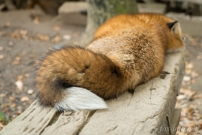 20141109_132952_foxinfonet