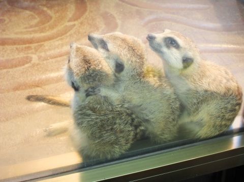 るぅのおいしいうちごはん