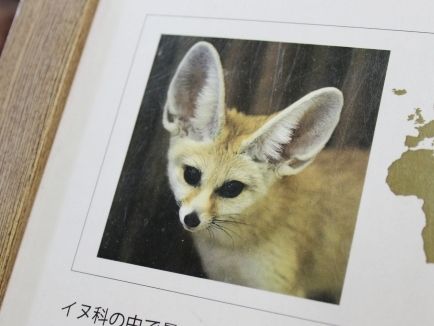 るぅのおいしいうちごはん