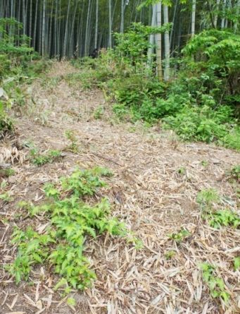 るぅのおいしいうちごはん