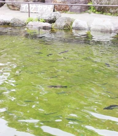 るぅのおいしいうちごはん