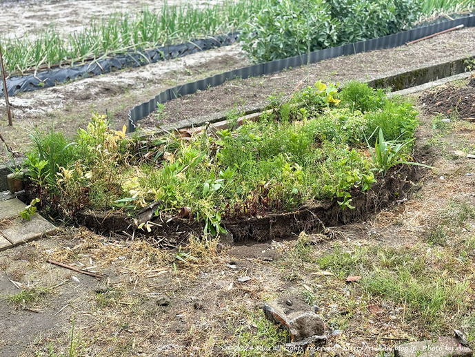 IMG_8172 のコピー