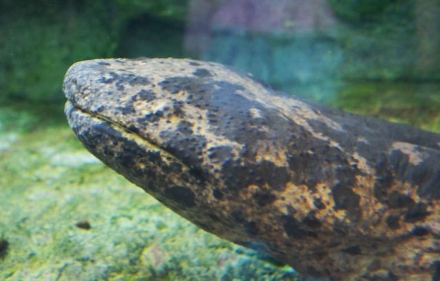 るぅのおいしいうちごはん