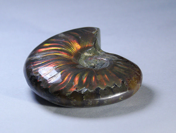 オパール化アンモナイトの化石 マダガスカル産 玉石混淆庵