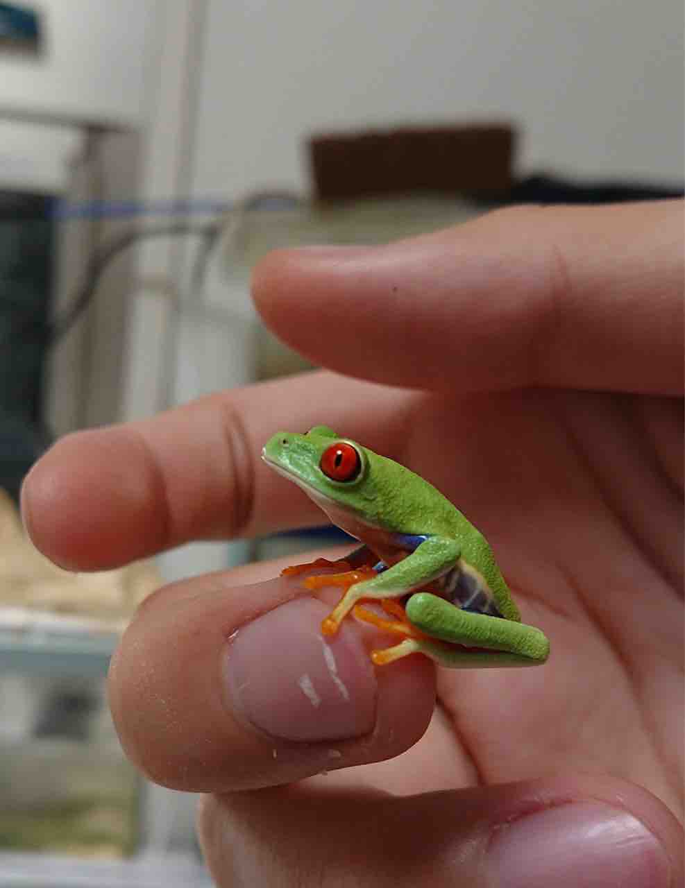 アカメアマガエルオタマジャクシ飼育日記 る ブログ アカメアマガエルオタマジャクシ飼育日記 る ブログ