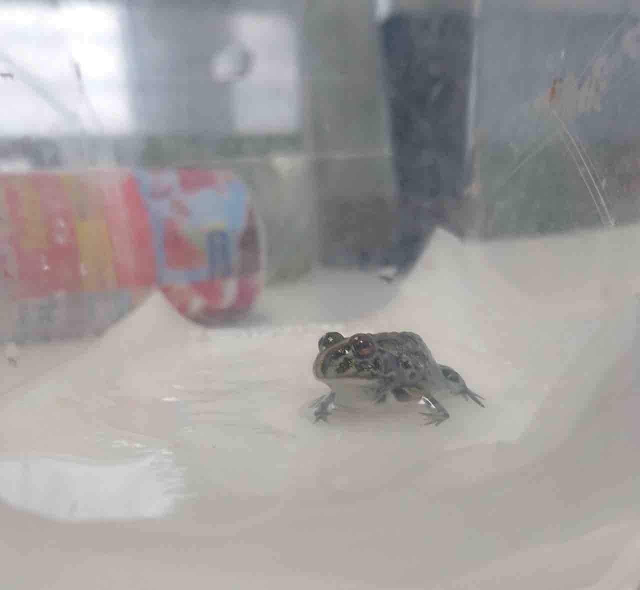 アフリカウシガエルオタマジャクシ飼育 る ブログ アフリカウシガエルオタマジャクシ飼育 る ブログ