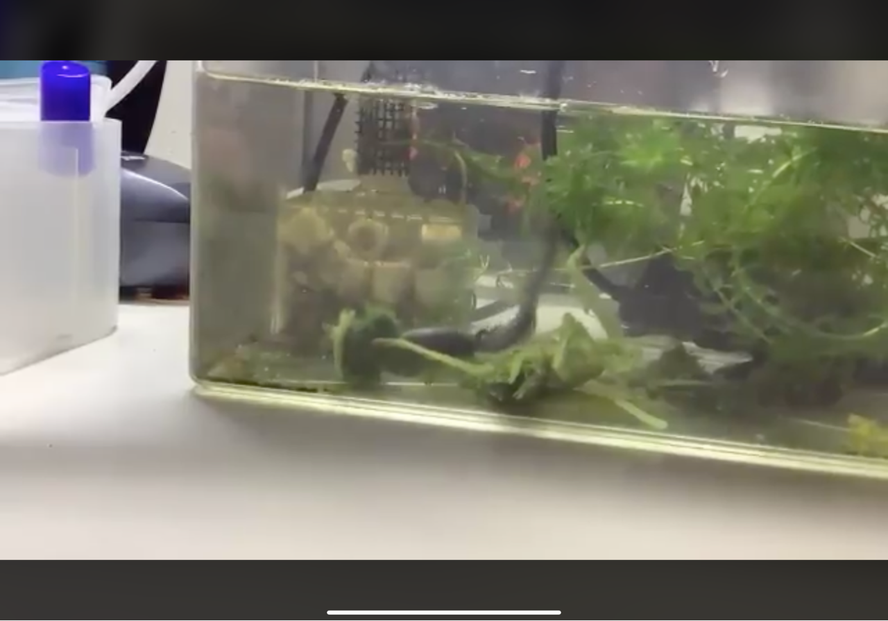 アフリカウシガエルオタマジャクシ飼育 る ブログ アフリカウシガエルオタマジャクシ飼育 る ブログ