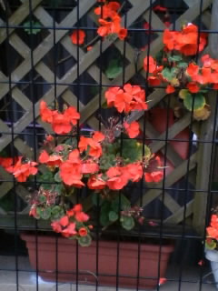 分けられる数 教育の窓 ある退職校長の想い