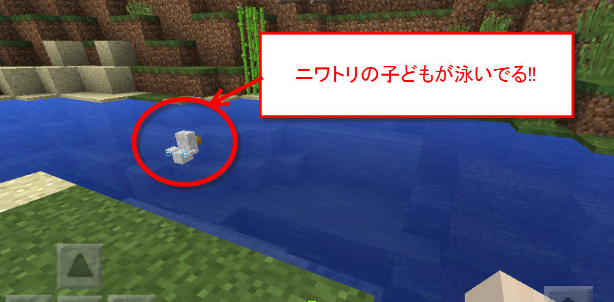 子どもニワトリが泳いるのを発見