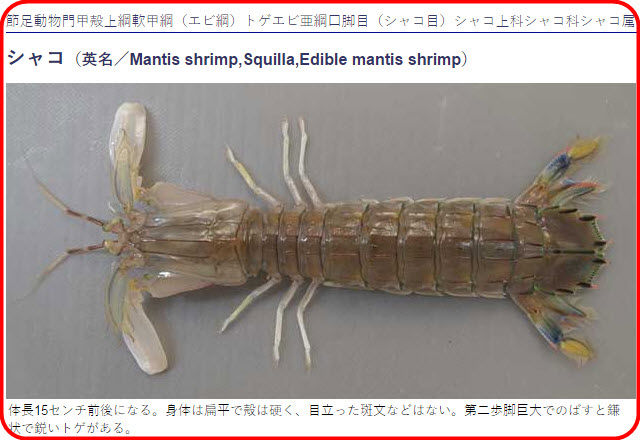 蝦蛄の読み方と意味 蝦蛄の読み方と意味