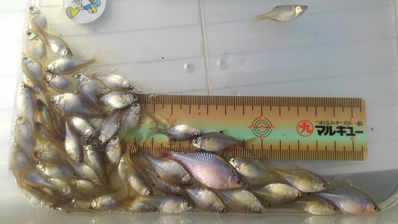 19年4月28日 茨城県 千葉県霞ヶ浦水系 埼玉県南部 ギャランドゥ沼 タナゴフィッシング 井伏黒鱒二のブラック釣れねぇ でもタナゴは釣れる