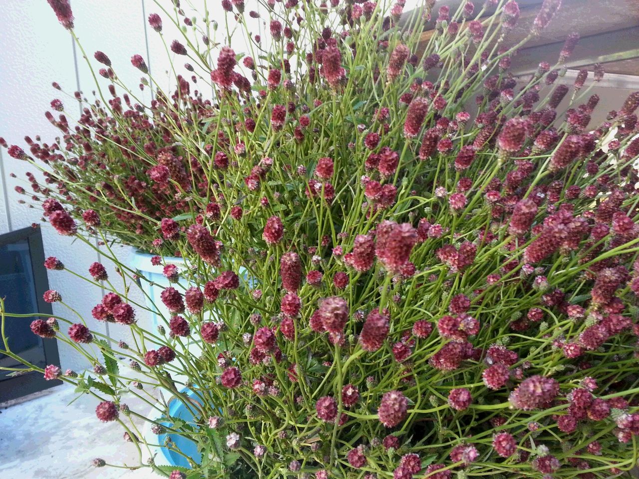 ワレモコウの栽培 庭生ししくらのblog