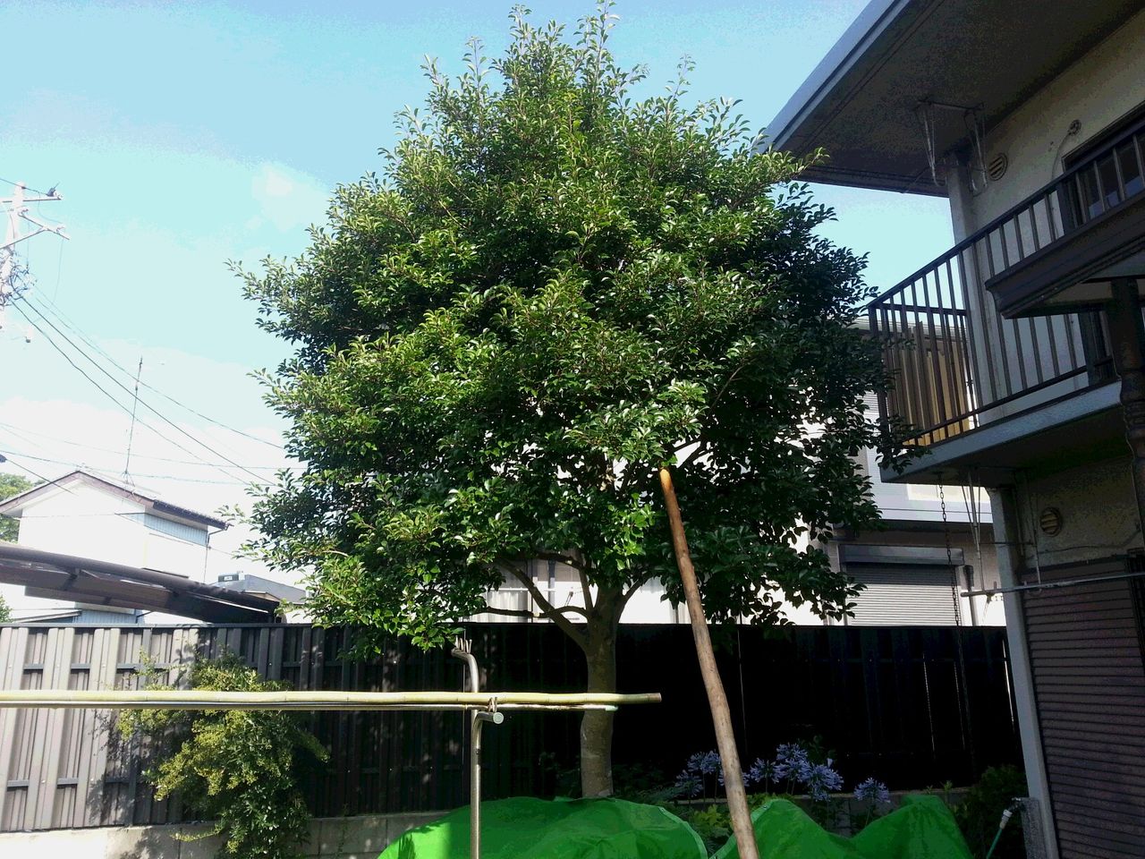 クロガネモチの剪定 庭生ししくらのblog