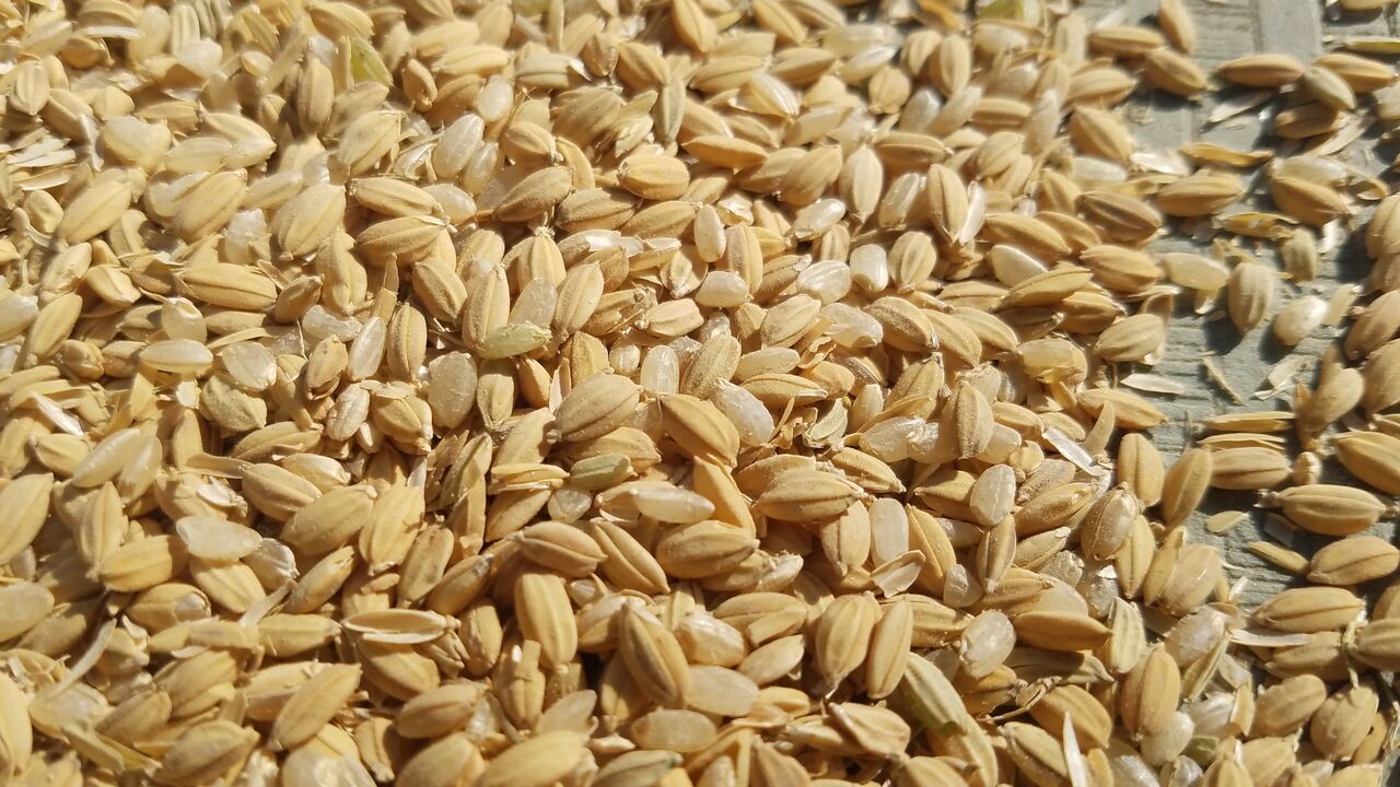 もみすり 庭生ししくらのblog