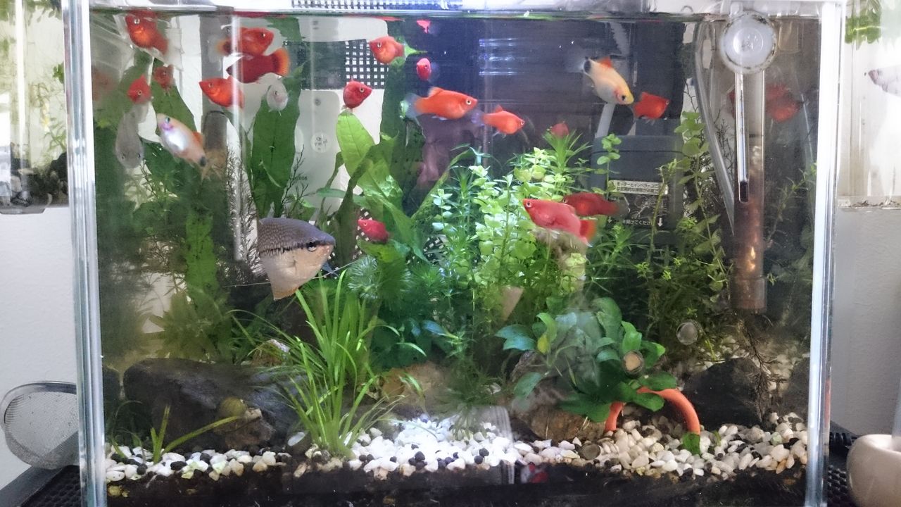 ブログ始めてみました W V 熱帯魚初心者のまったりブログ