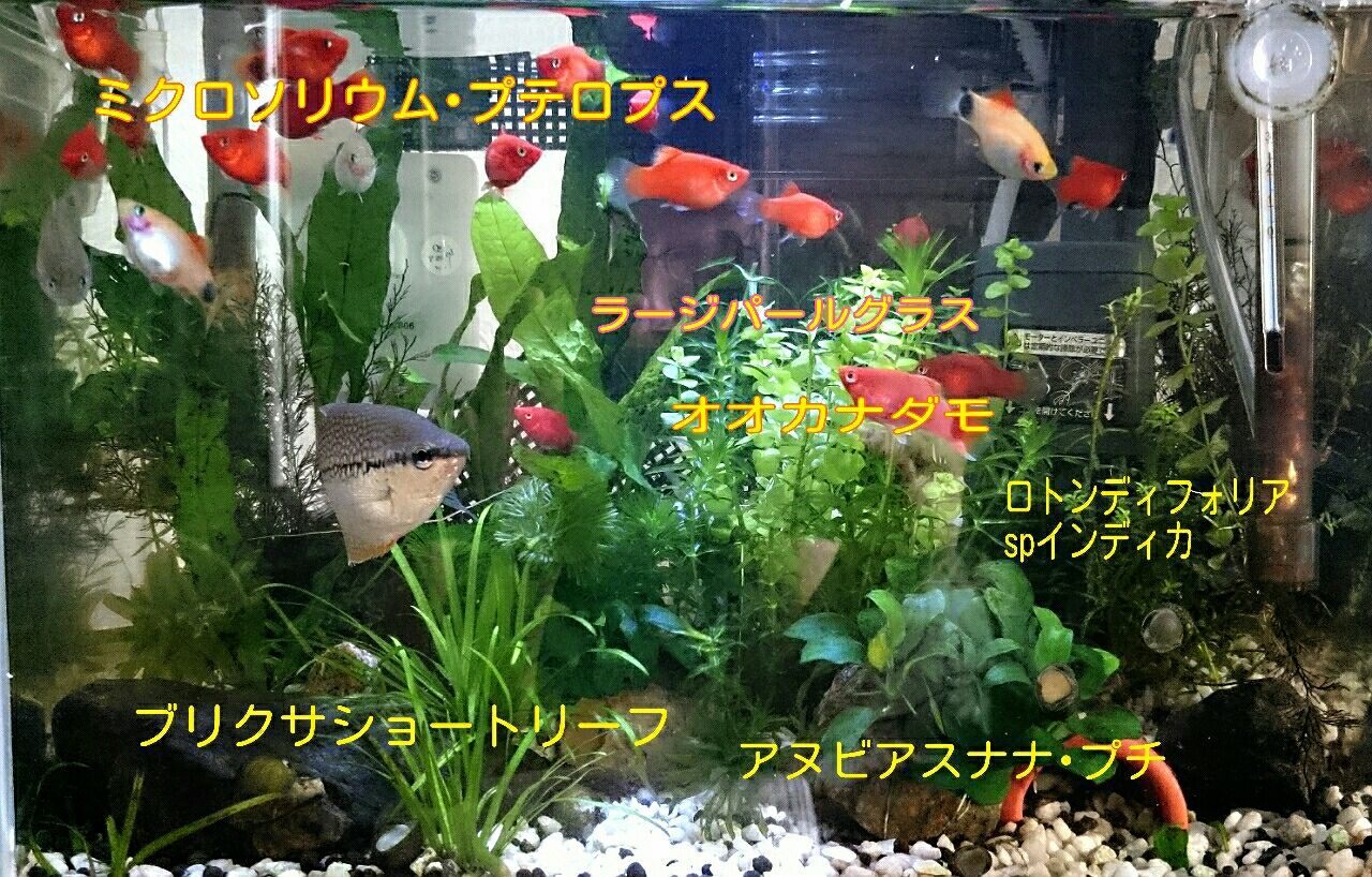30cm水槽の水草紹介 熱帯魚初心者のまったりブログ 30cm水槽の水草紹介 熱帯魚初心者のまったりブログ