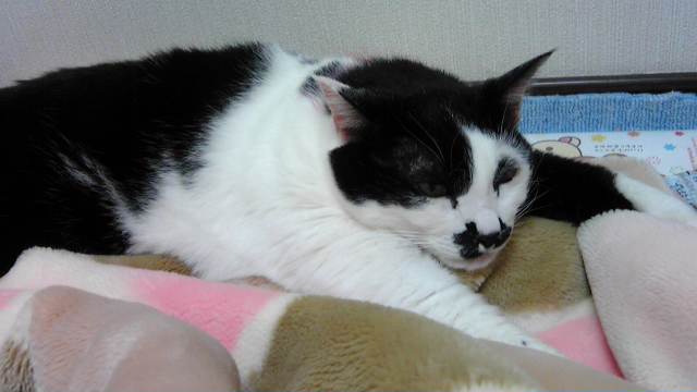 ミントなサカヲ ａさんちの猫