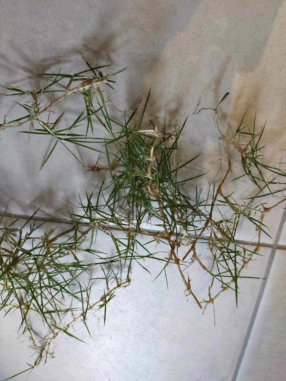 ランナー水耕栽培 Ryoの芝 家庭菜園日記