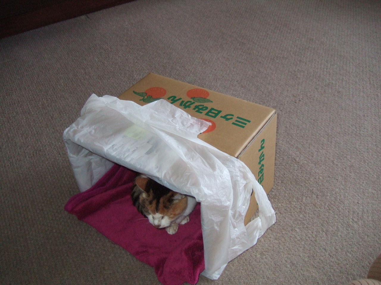 コタツにみかん ダンボールに猫 餃子 惣菜 弁当 りょう 三毛猫の副料理長ハナちゃん繁盛記 コタツにみかん ダンボールに猫 餃子 惣菜 弁当 りょう 三毛猫の副料理長ハナちゃん繁盛記