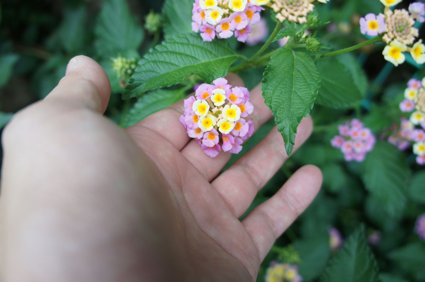 滝ノ川あじさいロード 保土ケ谷公園の紫陽花 やれんのか