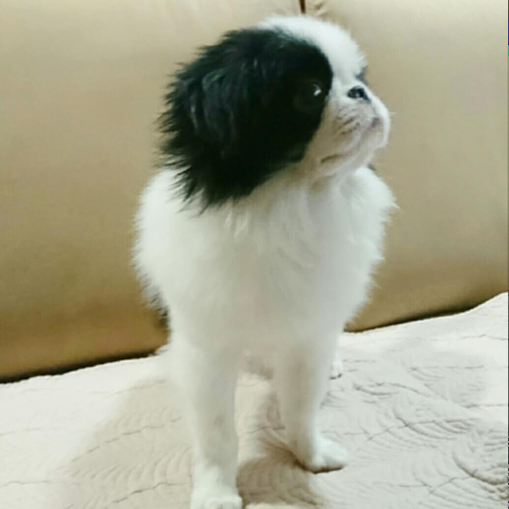 仙台に狆が増えました ベル君とすず丸君 両国ずんだぱんだ物語 仙台に狆が増えました ベル君とすず丸君 両国ずんだぱんだ物語