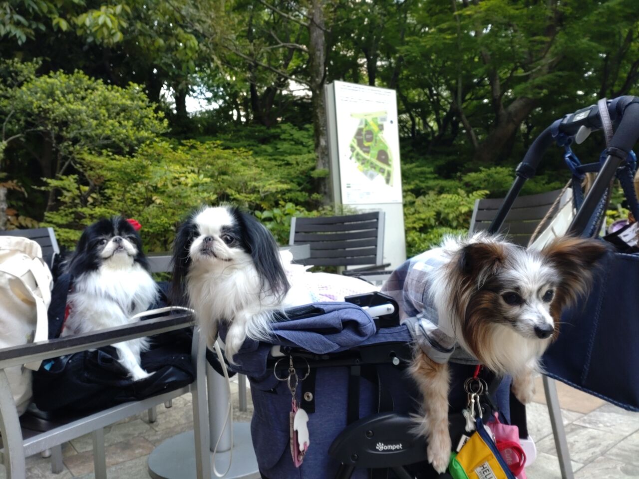 麻布な狆 六本木編 六本木ヒルズ 両国ずんだぱんだ物語 麻布な狆 六本木編 六本木ヒルズ 両国ずんだぱんだ物語