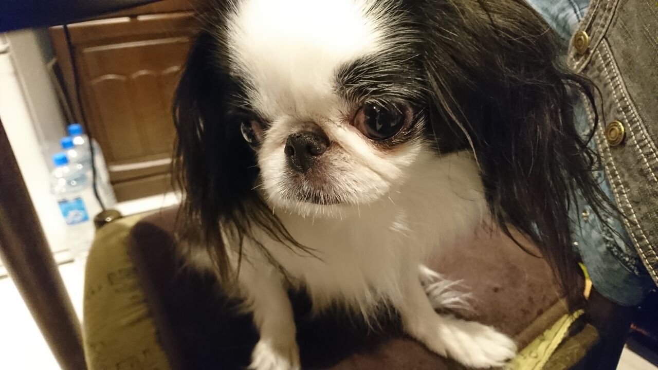 ただいま つくねのごきげんななめ 仙台土産考 支倉焼 両国ずんだぱんだ物語