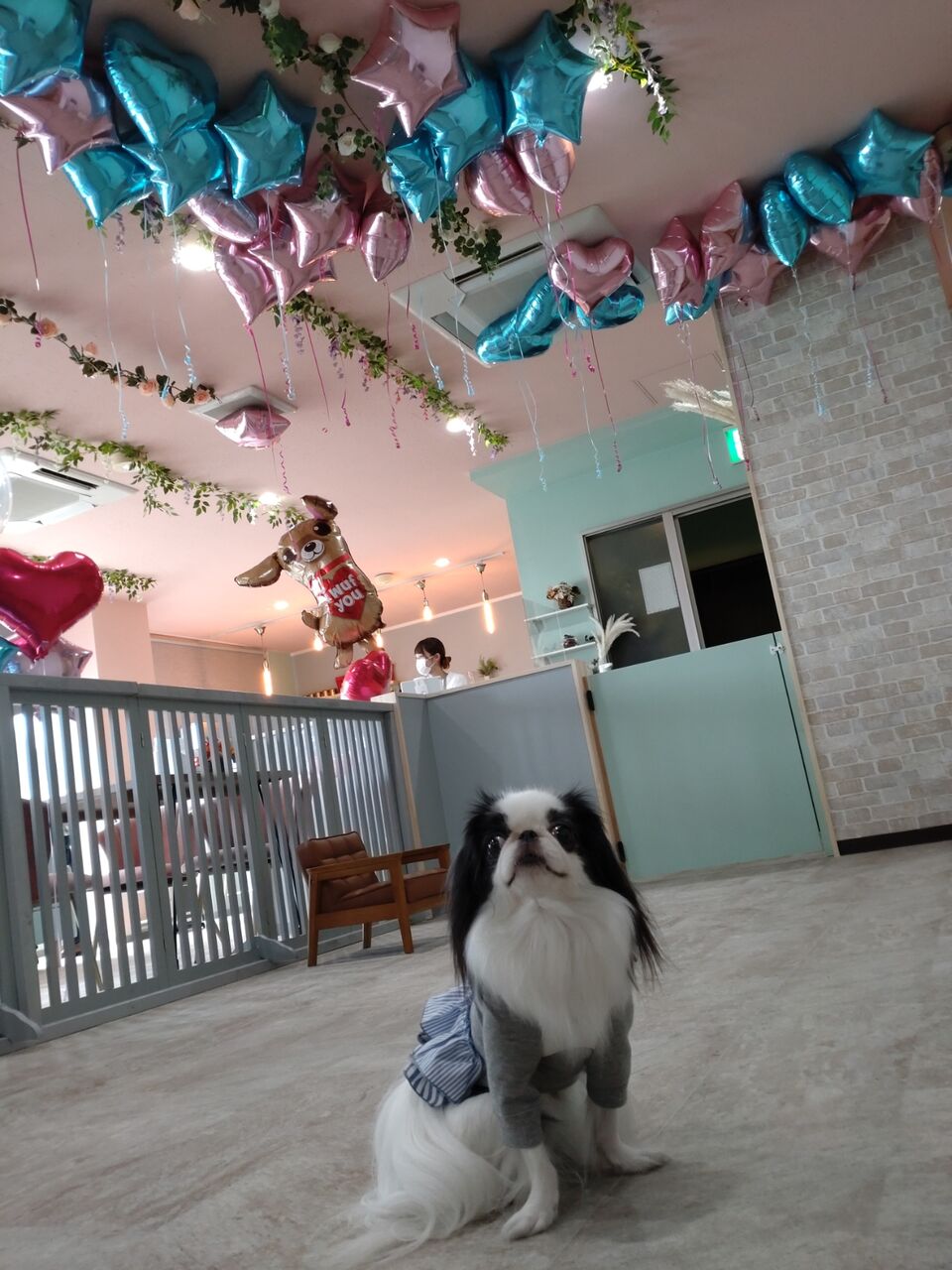 つくねのドッグカフェ ケリードペロ Querido Perro 上福岡駅 両国ずんだぱんだ物語