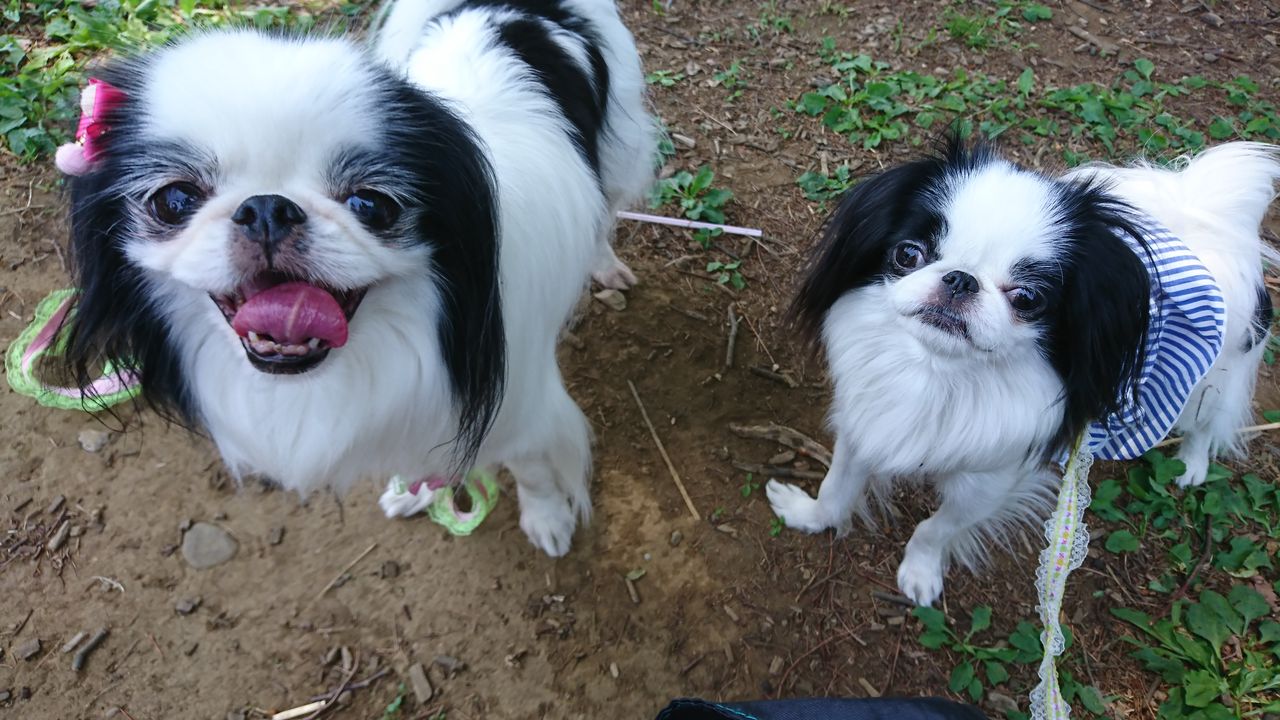 ２０１８春 光が丘狆オフ会 両国ずんだぱんだ物語