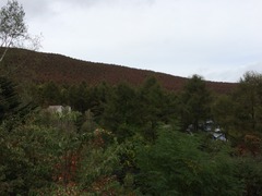 IMG_5584