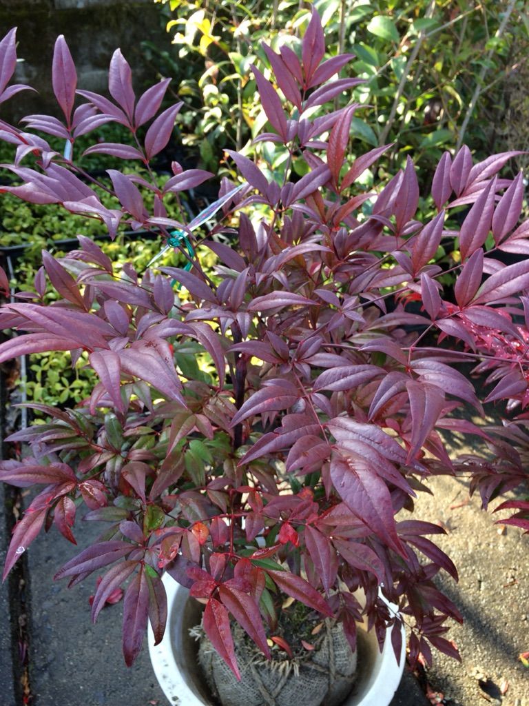 南天色々 くるめ緑花センター 南天色々 くるめ緑花センター