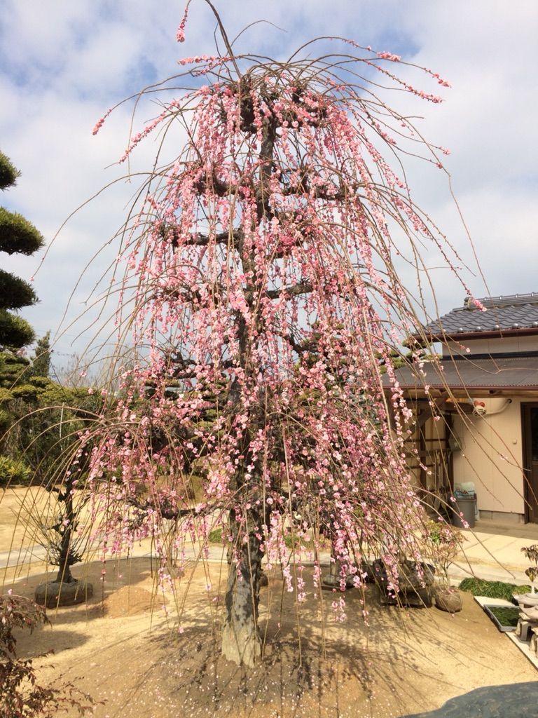 枝垂れ梅の剪定の時期です くるめ緑花センター