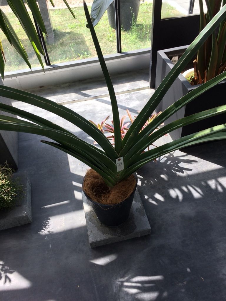 ちょっとおしゃれな植木屋さん くるめ緑花センター ちょっとおしゃれな植木屋さん くるめ緑花センター