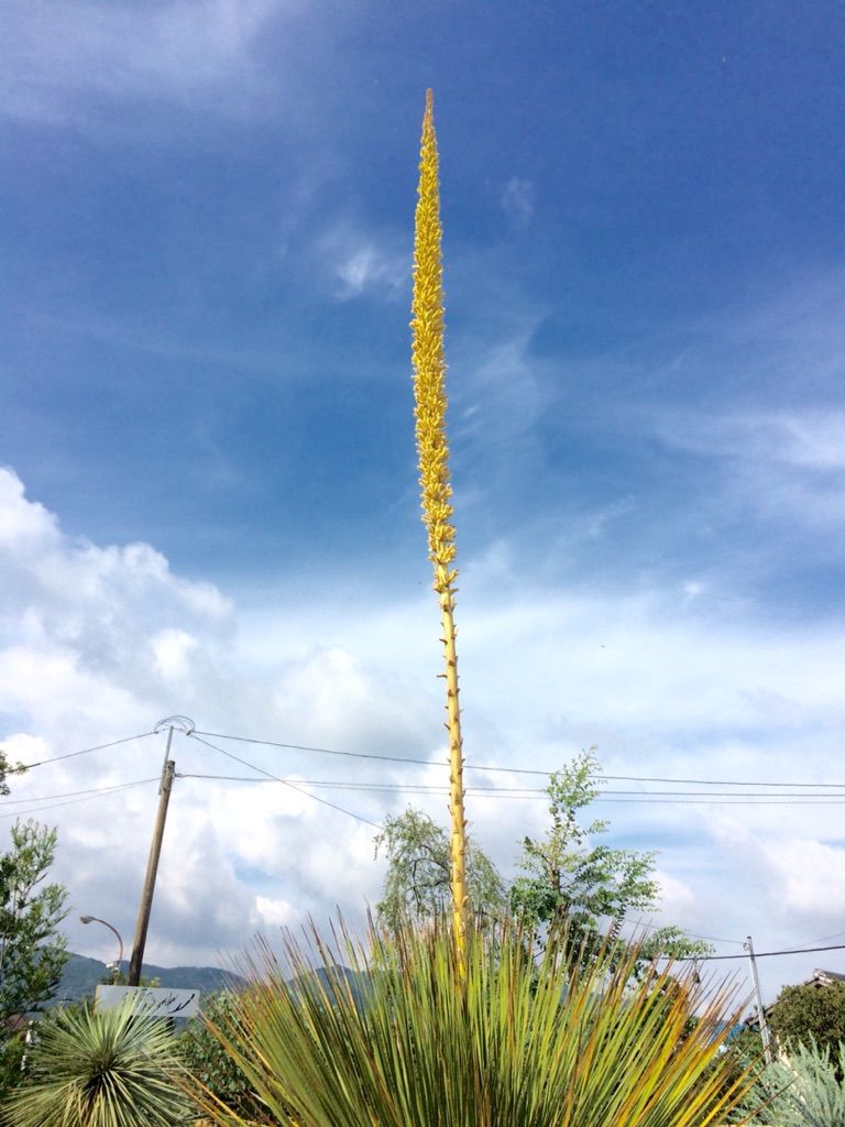ダシリリオン・ミキワネンシスが開花しました♪ : くるめ緑花センター