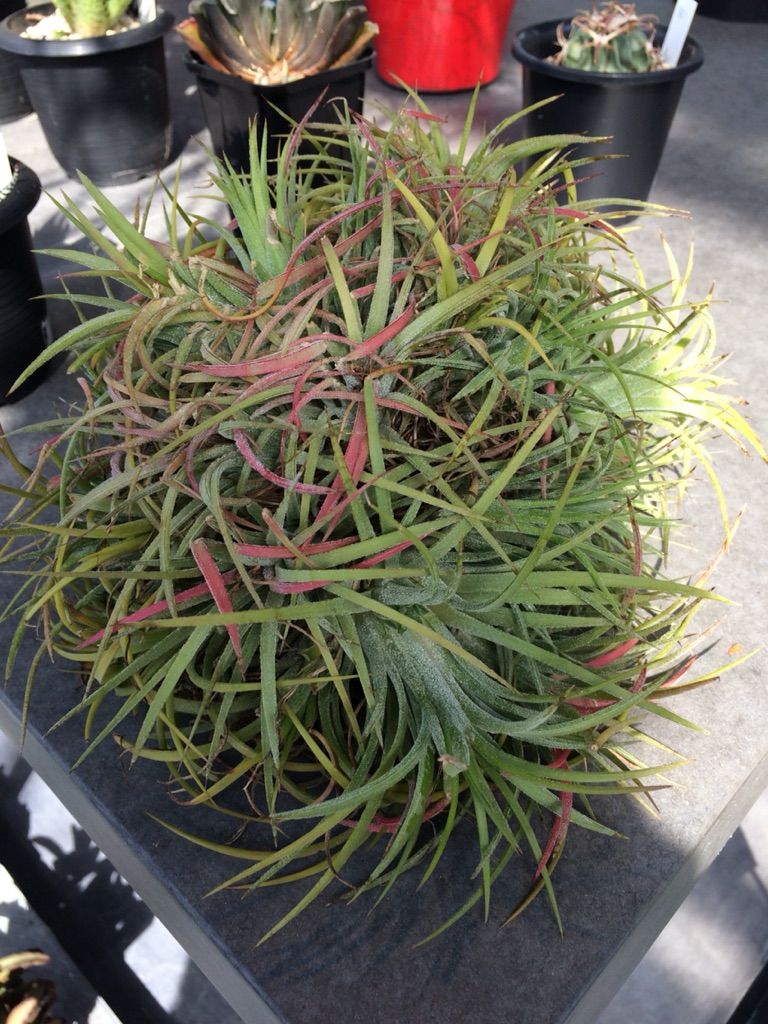 ちょっとおしゃれな植木屋さん くるめ緑花センター ちょっとおしゃれな植木屋さん くるめ緑花センター