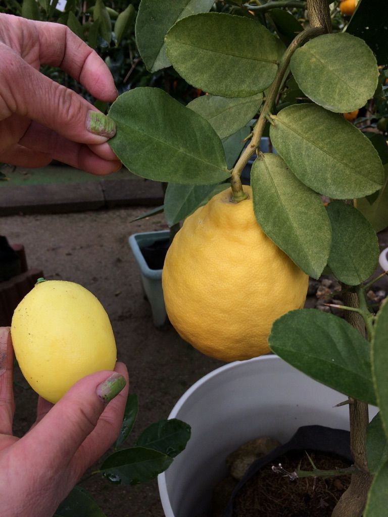 でっかいジャンボレモンの苗木 くるめ緑花センター